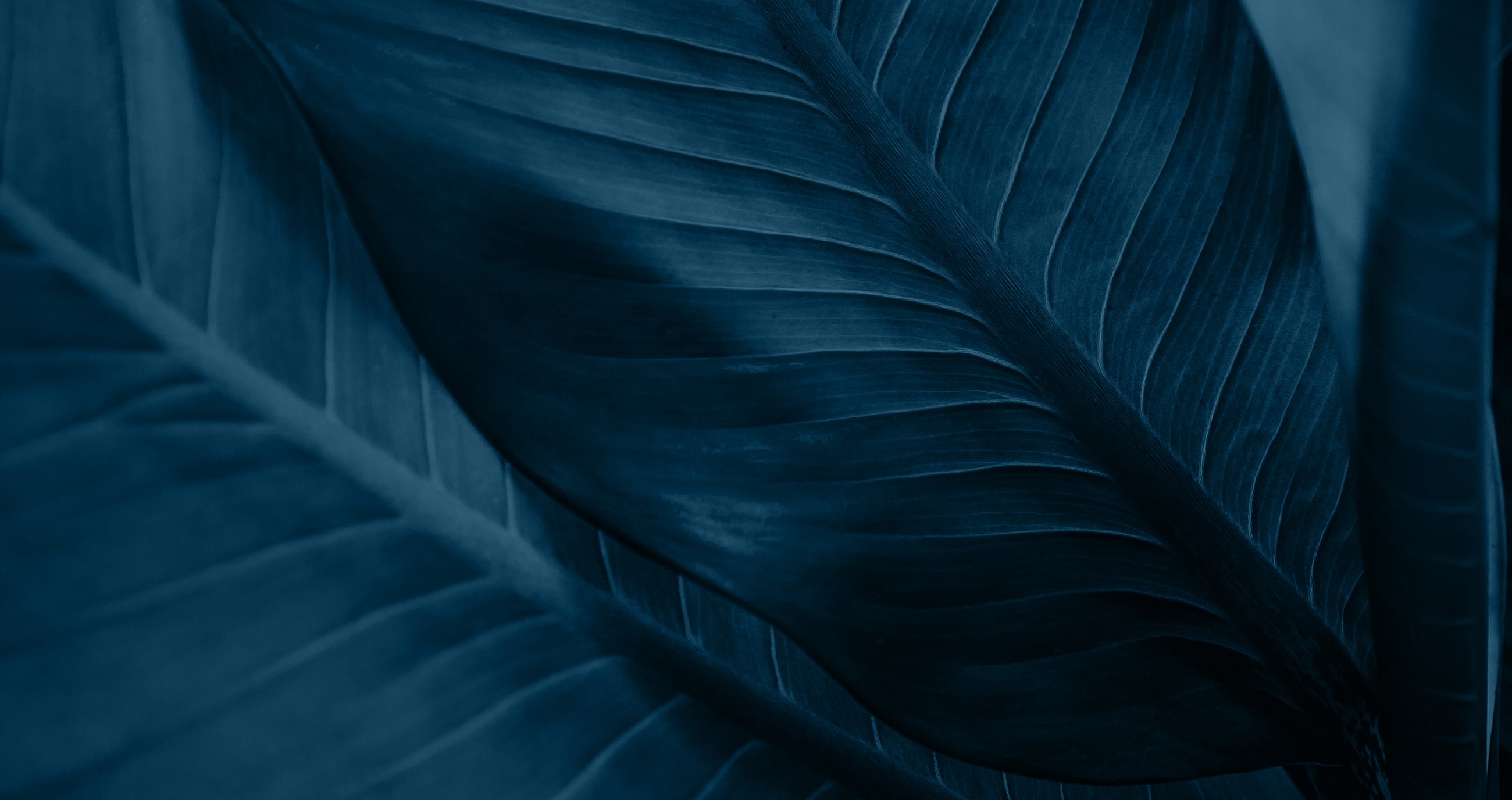 Close-up of dark blue textured leaf.
