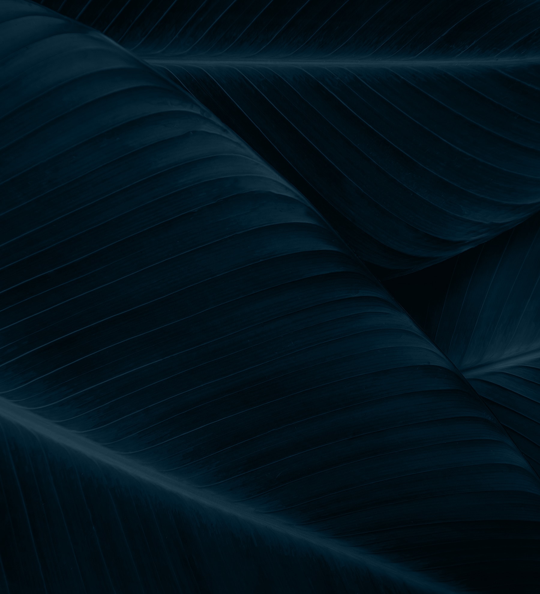 Dark textured leaves in overlapping arrangement