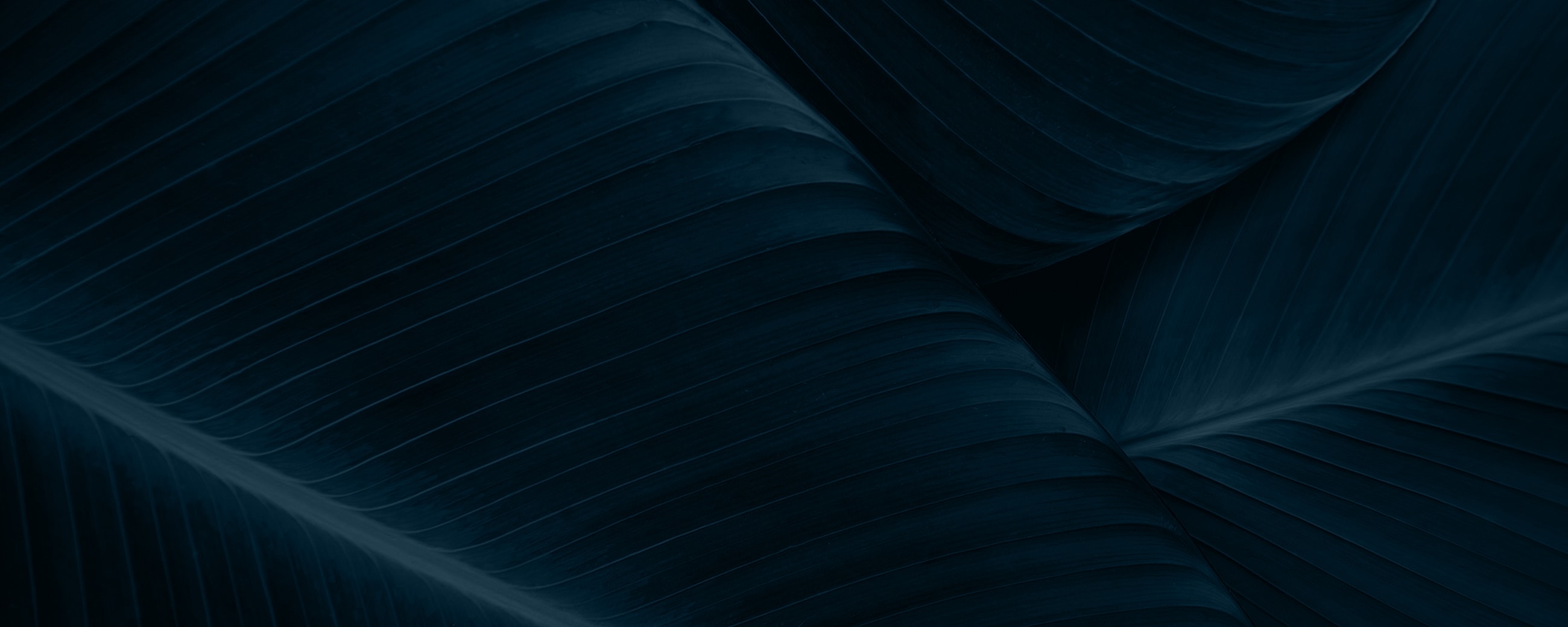 Dark tropical leaves with textured patterns.